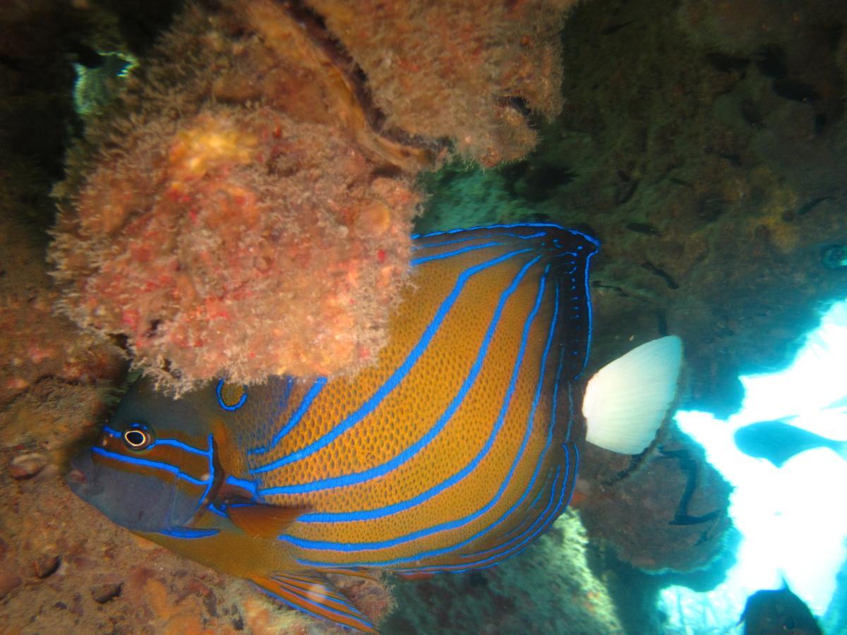 Ombak Dive Resort Perhentian Island Pulau Perhentian Kecil Exterior photo